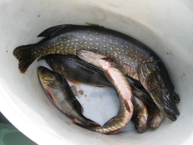 река Водла