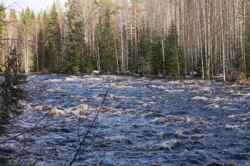 Сплав по реке Лоймола - Карелия 26500руб.(4 дня -3 ночи) (3 дня-2ночи) 2026г.