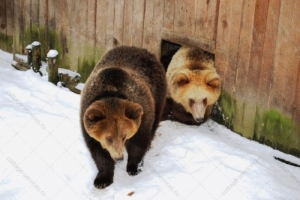 Экскурсия в зоокомплекс "Три медведя"  2026 - 2027г.